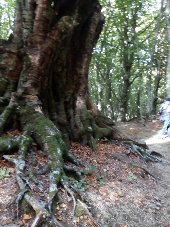 Al Castagno Bed and Breakfast Vico Equense Εξωτερικό φωτογραφία